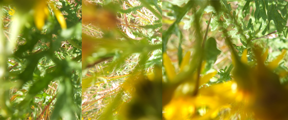 Yellow 2023 digital collage c-print